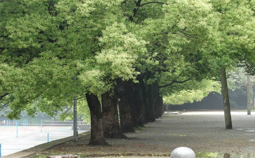 武汉市移栽或砍伐树木如何报批