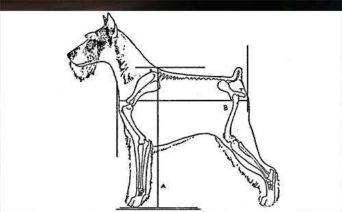 武汉禁养犬种名单最新目录2019年6月