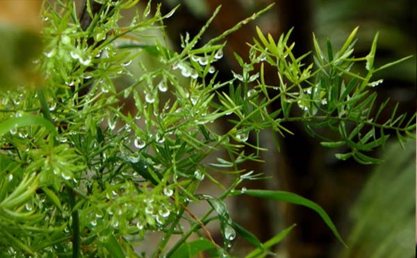 雨水节气到来武汉周四至周五两天小雨