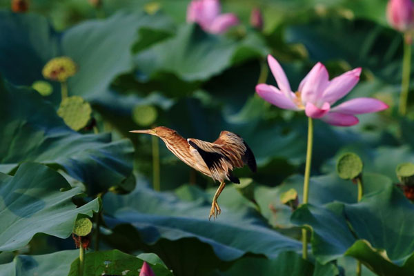 武汉夏天从什么时候开始 最高温度是多少