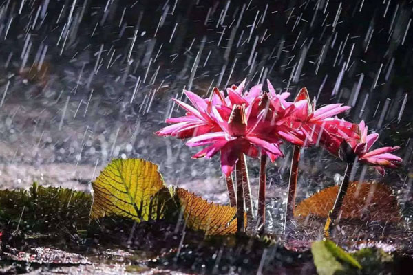 武汉未来三天天气 降水频繁梅雨持续