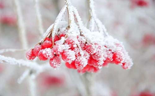 10月23日霜降节气的含义是什么