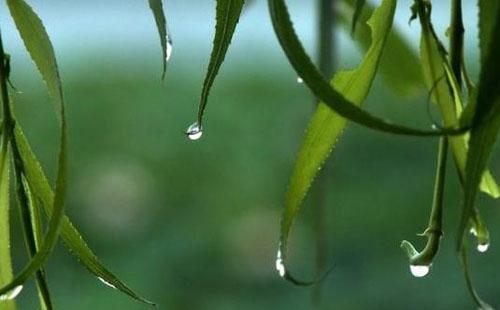 武汉预计今日将进入梅雨期