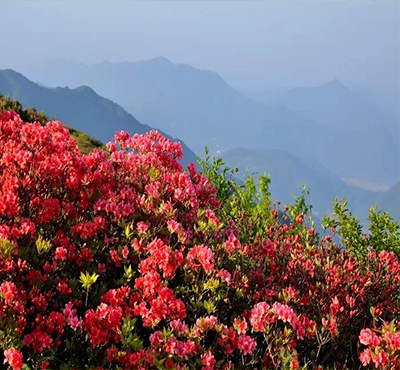 武汉看杜鹃花景点推荐