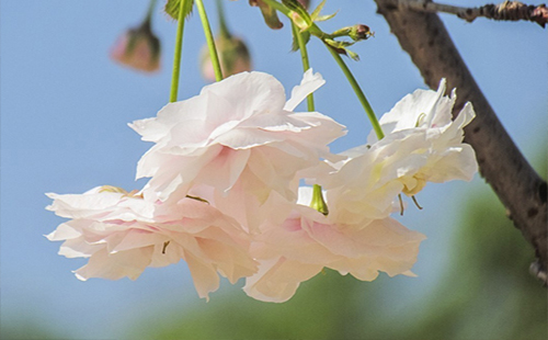 2019武大樱节时间 武大樱花节2019（时间、门票、预约官网）