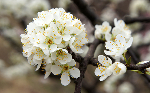 2019武汉春节活动 武汉2019春节期间天气