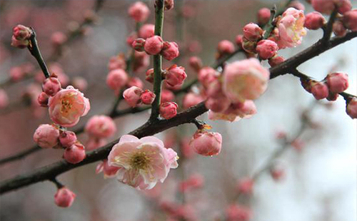 ​2019武汉东湖梅花节(门票) 2019武汉东湖梅花开了吗