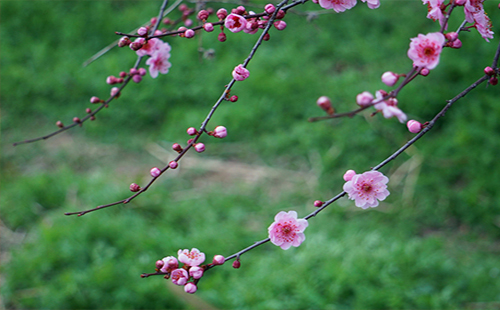 2019东湖梅花开放时间 东湖梅园的梅花开了吗