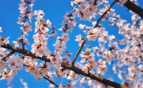 武汉樱花2019 武汉2019樱花几月份开(樱花花期)