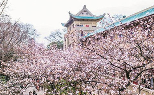 2019年武汉大学樱花节 武汉樱花节2019