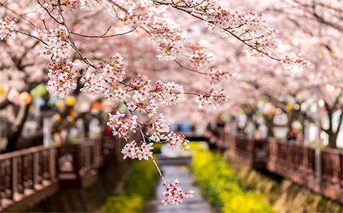 2019武汉东湖樱花节时间 2019东湖樱花节