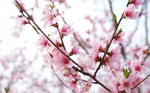 蔡甸桃花节2019 东西湖桃花节