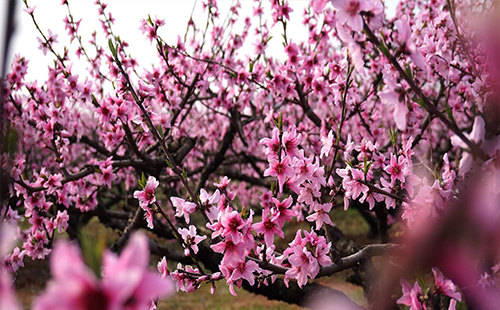 杨店桃花节2019 杨店桃花节是几月几日