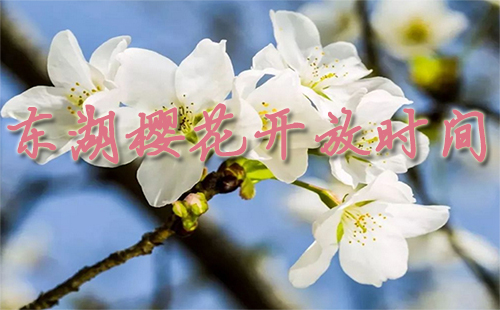 东湖樱花园开放时间2019（门票价格+地铁路线）