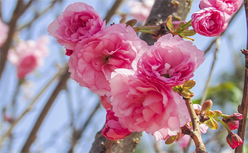 武大樱花门票预约2019（樱花节+官网+赏樱路线）