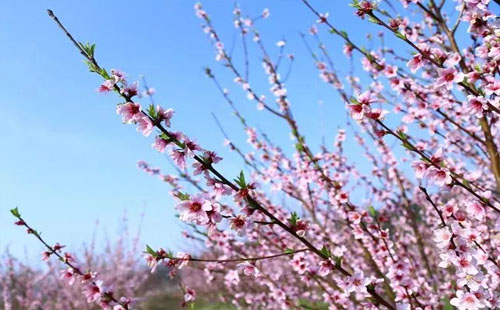 花朝节2019 木兰玫瑰花园花朝节是几月几日