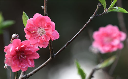 东西湖区第六届桃花节 2019东西湖区桃花节举办时间