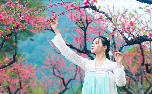 杨店桃花节是几月几日 杨店桃花节2019（时间+门票）