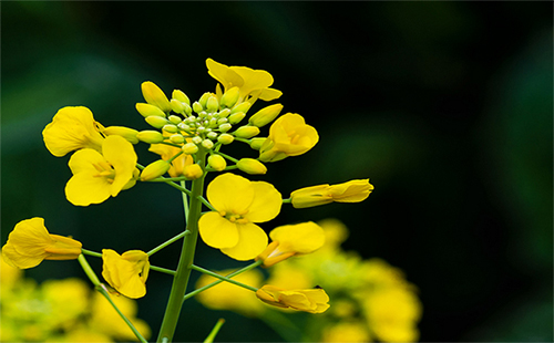 江夏油菜花海在哪里