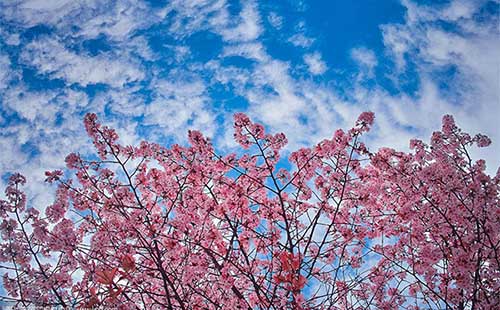 东湖樱花园开放时间 东湖樱花园门票价格