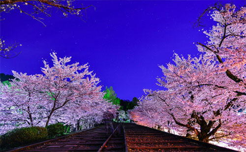 武大樱花节时间2019（门票预约+游玩路线）