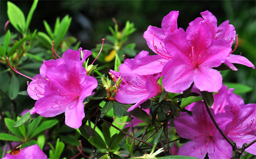 云雾山杜鹃花什么时候开 2019年云雾山杜鹃花开放时间