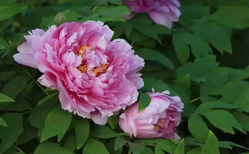 2019东湖牡丹园开花时间（花期+门票）