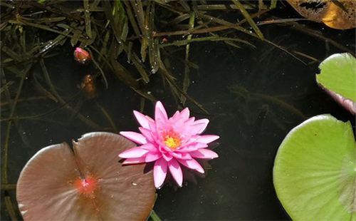 武汉植物园夏天开放时间 夏天赏植物攻略