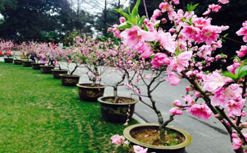 武汉植物园门票价格（好玩吗+花期预告）