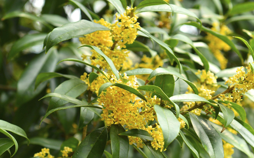 武汉赏桂花免费的地方(新洲桂花)