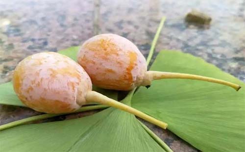 武汉植物园10月13日课程活动内容