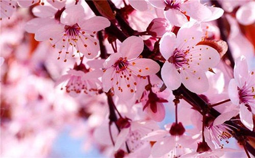 武汉大学的樱花在10月开了 樱花反季节开花是为什么