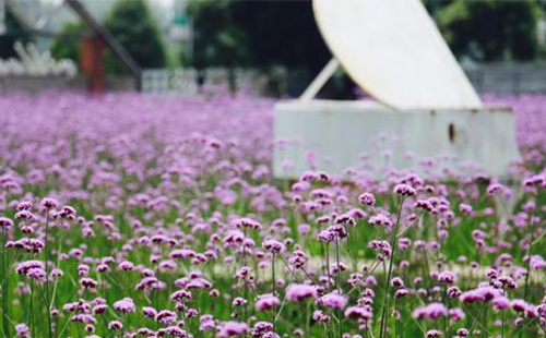 武汉蔡甸香草花田景区在哪里 好玩吗