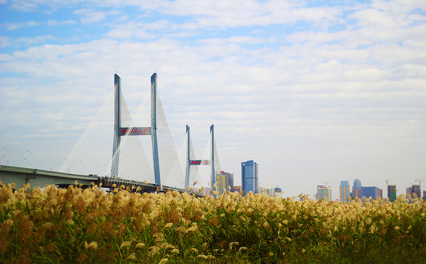 汉口江滩芦苇花开时间2019(12月下旬将收割完毕)