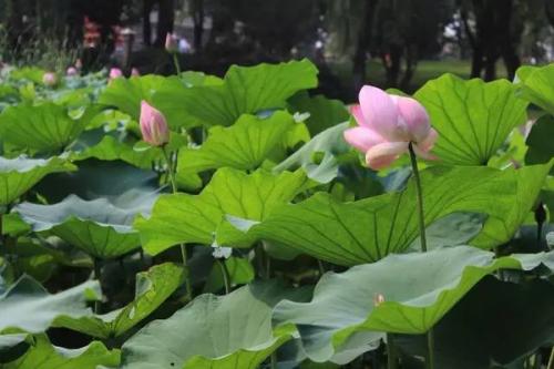 武汉适合去踏青的免费景点有哪些 武汉放松心情的好去处