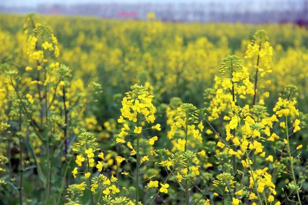 湖北恩施油菜花梯田游玩指南 咸丰唐崖河油菜花田游玩指南