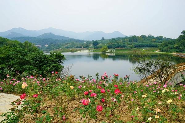 黄陂木兰玫瑰园旅游攻略_门票_旅游线路