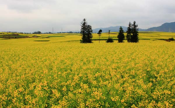 武汉油菜花盛开几月份 全国观赏油菜花最佳时间和地点