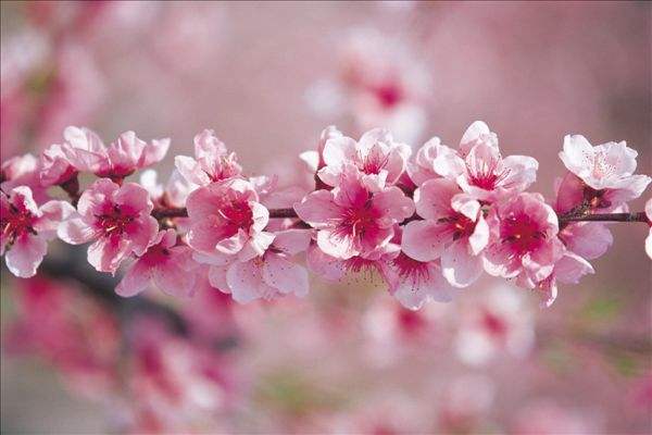 湖北春天赏花攻略 湖北春天有哪些可以赏花的地方