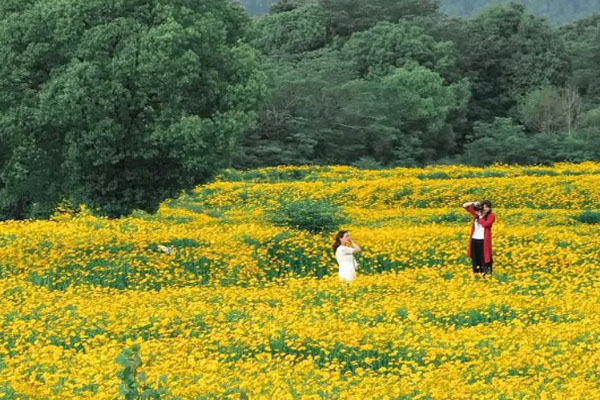 光谷政务服务中心花海在哪里 网红景点打卡