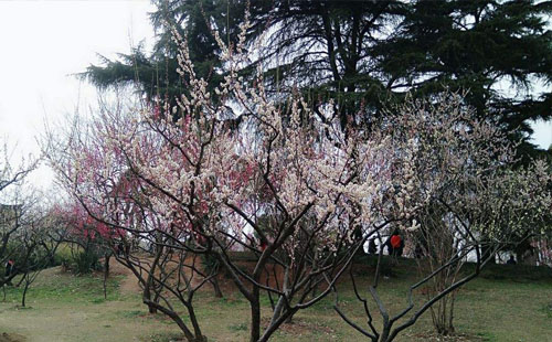 武汉东湖小梅岭在哪里  怎么样