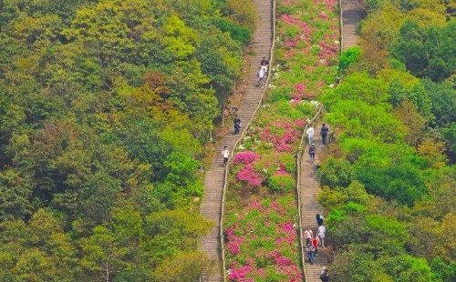 深圳梧桐山杜鹃花什么时候开2021(开花时间+赏花路线）