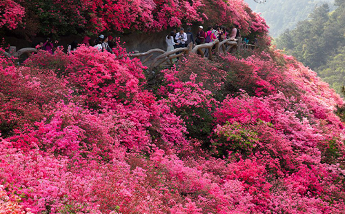 木兰云雾山杜鹃花什么时候开花2023(最佳观赏时间)