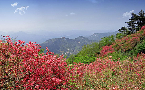 2019麻城龟峰山杜鹃花海花期预报（景点介绍+交通+票价）