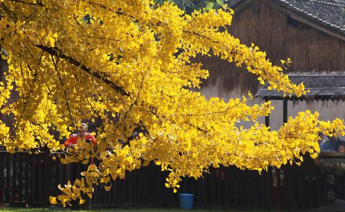 西安古观音禅寺银杏树预约参观指南(在哪里+怎么去)