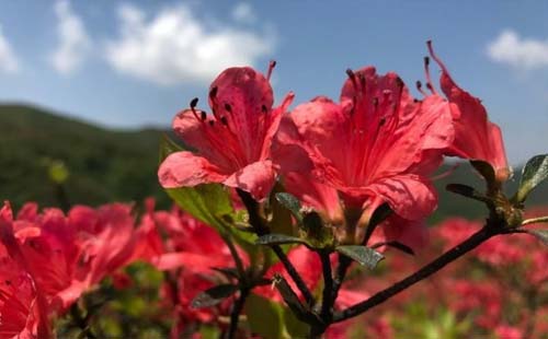 长沙市市花杜鹃花是哪一年定的