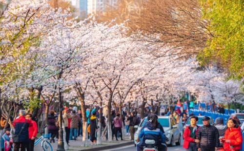 2021年南京鸡鸣寺樱花几月到几月