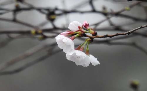 南京鸡鸣寺樱花2021开放时间