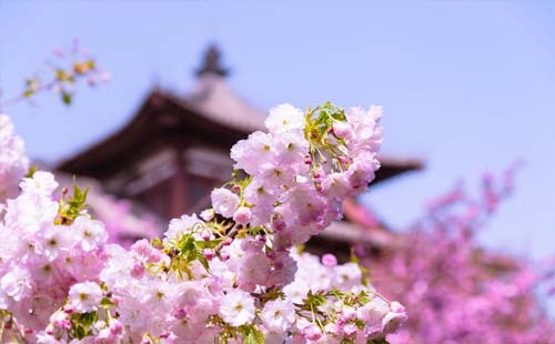 2021年西安青龙寺樱花开了没