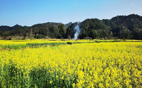 婺源油菜花几月份开花2021（时间+门票+最佳观赏地）